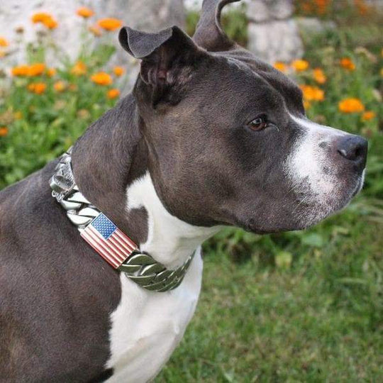 Custom Engraved Dog ID Tags for Your Dog Collar - BIG DOG CHAINS – BIG ...