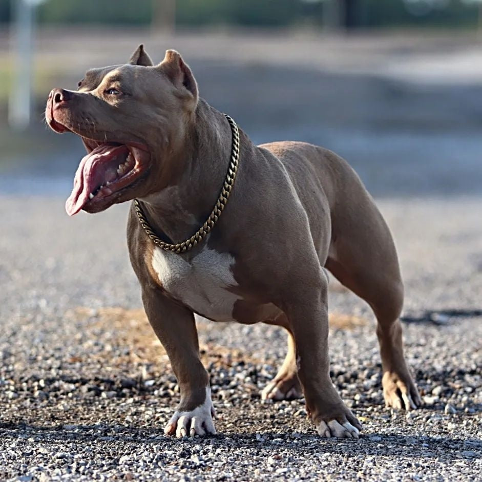Pocket Bully: Miami Choker Gold Training Collar Cuban Link on Pocket Bully Luxury Check Chain - BIG DOG CHAINS®