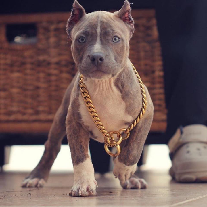 Puppy Staffie: Miami Choker Gold Training Dog Collar Cuban Link on Staffordshire Puppy Handmade - BIG DOG CHAINS®