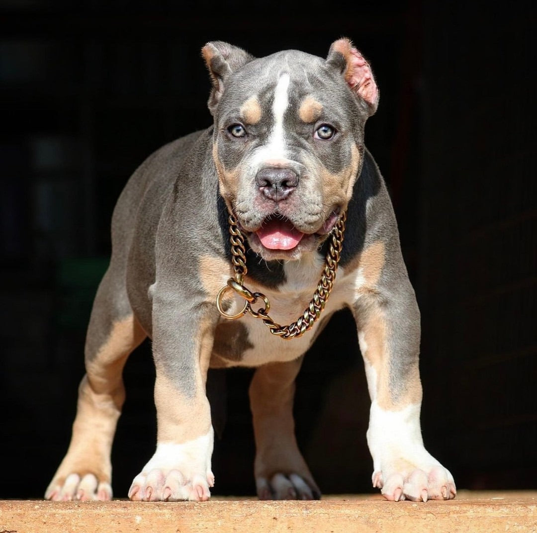 Puppy XL Bully: Miami Choker Gold Cuban Link Training Collar on XL Bully Puppy Premium Quality - BIG DOG CHAINS®