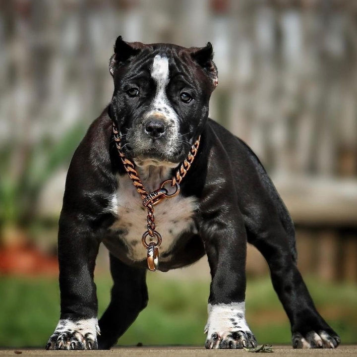 Puppy XXL Bullies: Miami Choker Gold Cuban Link Training Collar on XXL Bully Puppy Professional Training - BIG DOG CHAINS®