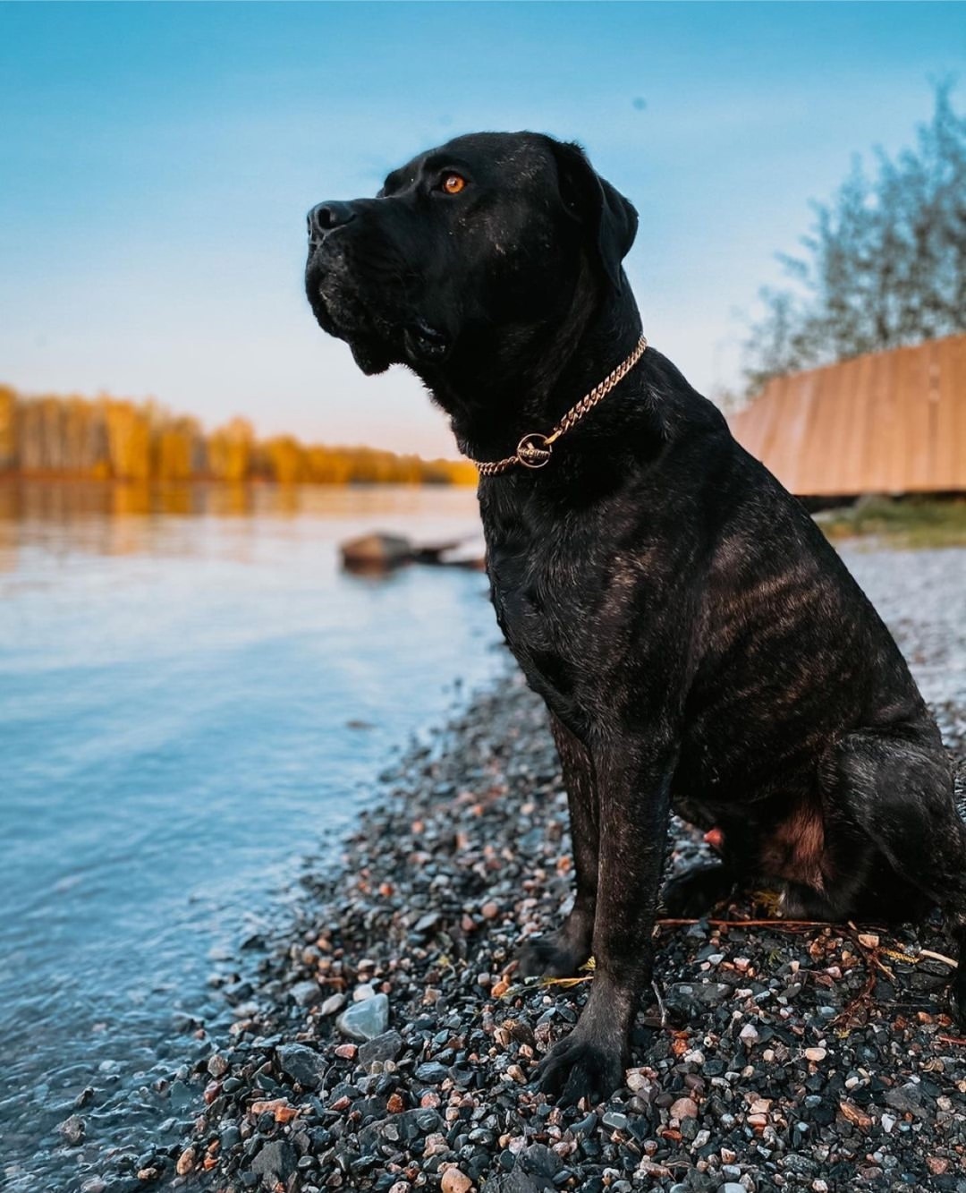 Rottweiler: Miami Choker Gold Training Collar Cuban Link on Rottweiler Tight Welded Links Premium - BIG DOG CHAINS®