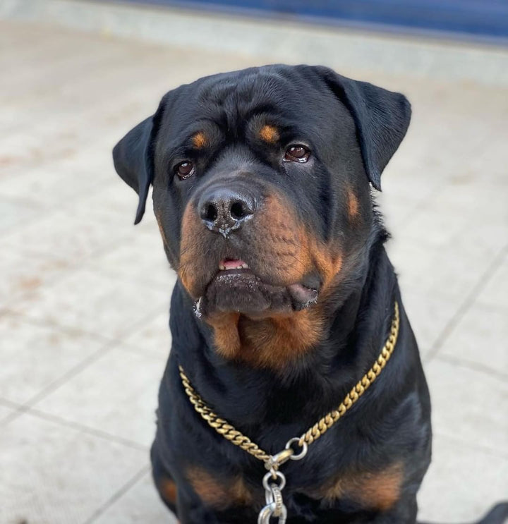 Rottweiler: Miami Choker Gold Training Dog Collar Cuban Link on Rottweiler 316L Stainless Steel - BIG DOG CHAINS®