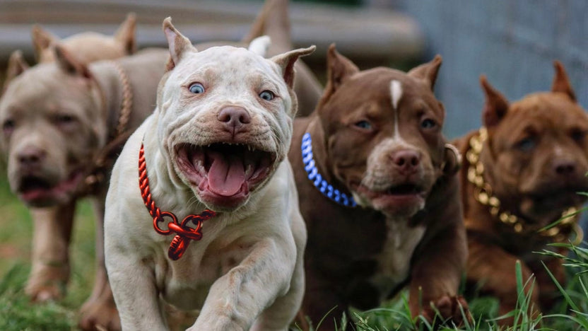 T-Shirt - BIG DOG CHAINS – BIG DOG CHAINS