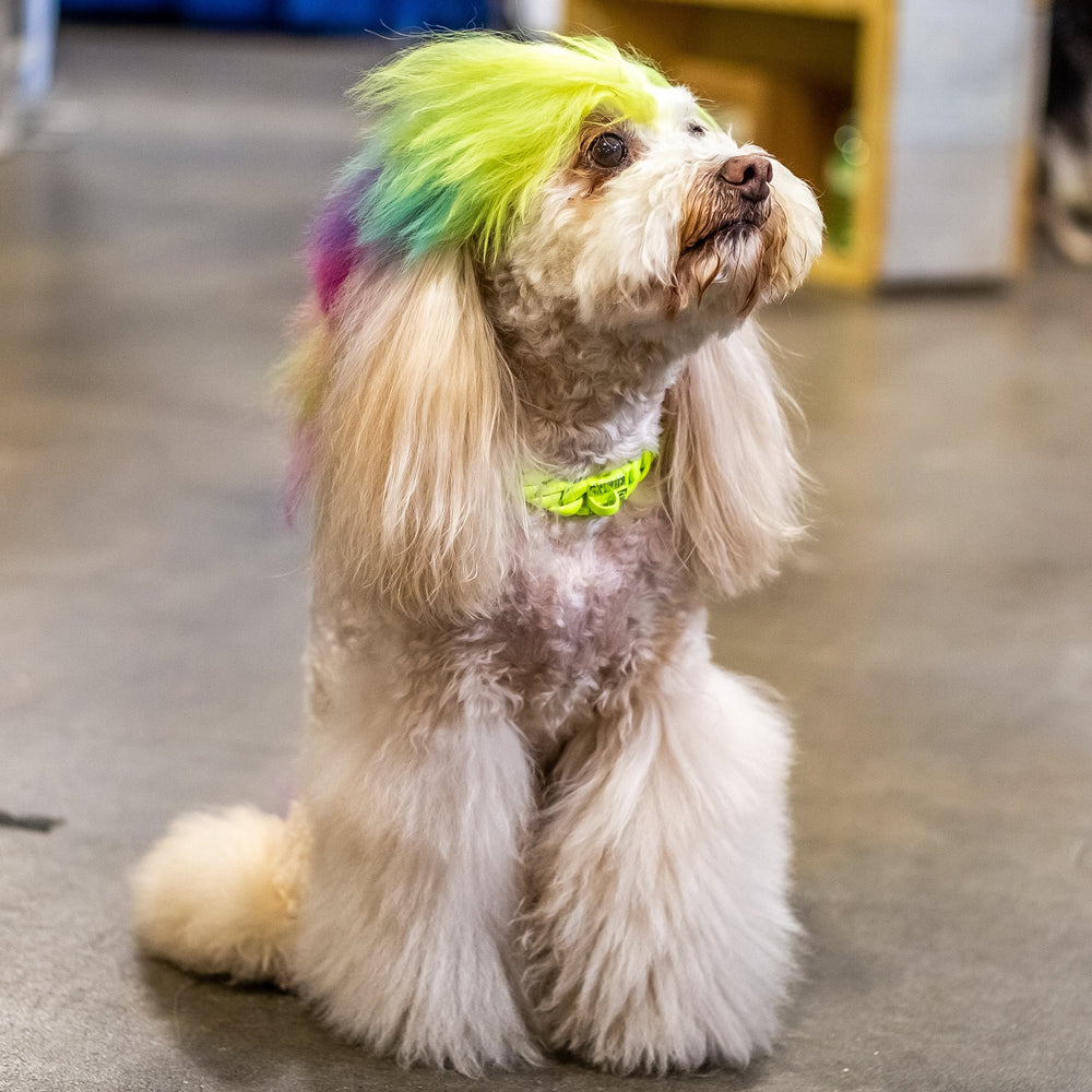 CANNICH WEARING THE CAPELLA
1.75 DOG COLLAR NEON YELLOW FROM BIG DOG CHAINS 