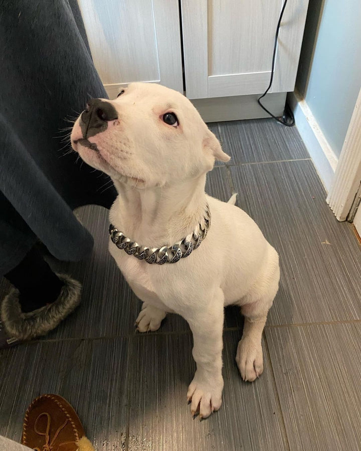 American Staffordshire Staffy Cross Cocker Spaniel Staffy Cross