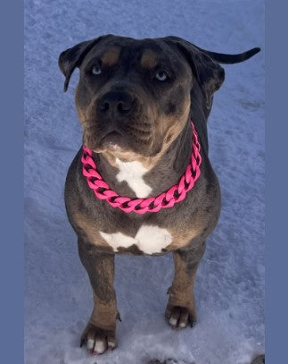 Neon Pink Custom Dog Collar BIG DOG CHAINS BIG DOG CHAINS