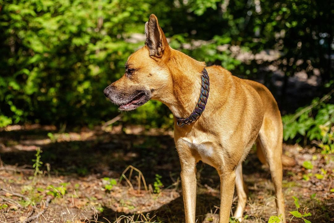 German Shepherd Mix Cross Breed Staffordshire Bull Terrier