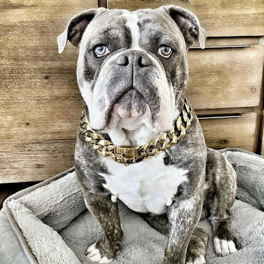 THE R.I.C.O. Cuban link gold collar on an XL American Bully - BIG DOG CHAINS® luxury jewelry for dogs