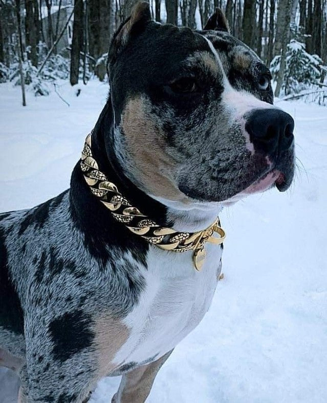 The Balboa Gold Dog Collar for pitbull_large_dog_collars_Cane_Corso_collars_rottweilerdog_collar_Bull_Mastiff_metal_collar A Luxurious Statement for Dogs  - 6 / BigDogChains