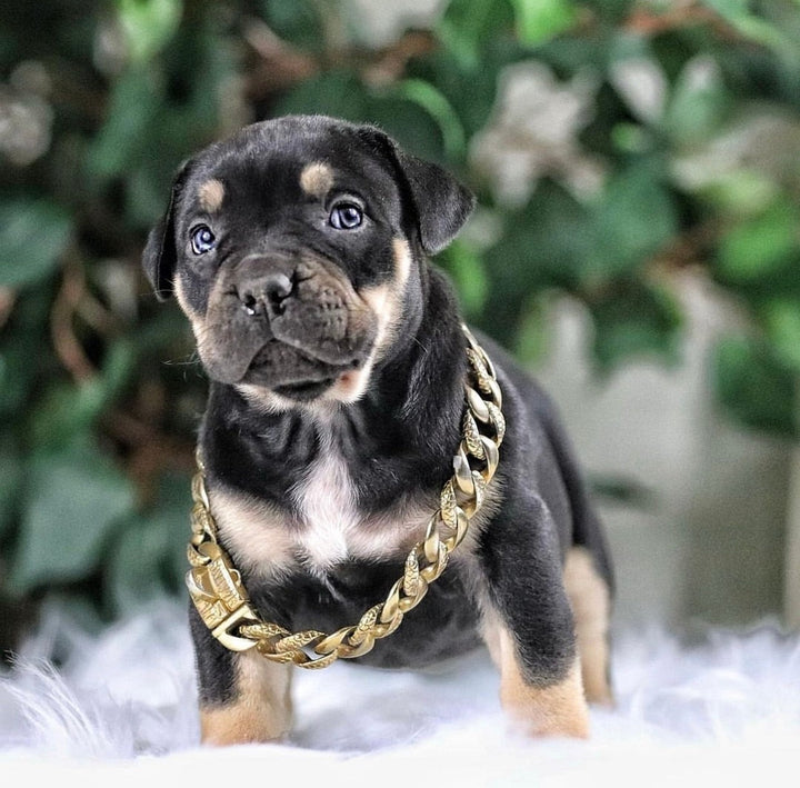 The Balboa Gold Dog Collar for pitbull_large_dog_collars_Cane_Corso_collars_rottweilerdog_collar_Bull_Mastiff_metal_collar A Statement of Luxury  - 10 / BigDogChains