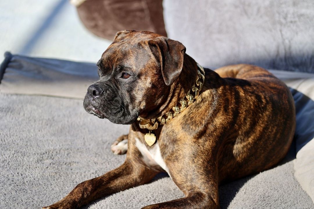 The Balboa Gold Dog Collar for pitbull_large_dog_collars_Cane_Corso_collars_rottweilerdog_collar_Bull_Mastiff_metal_collar A Stylish Addition to Any dogs Wardrobe  - 9 / BigDogChains