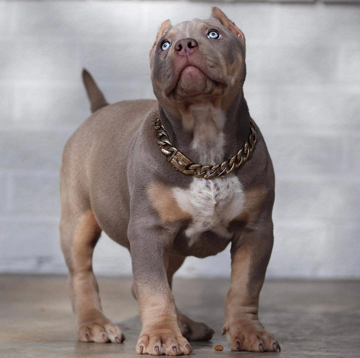 The Balboa Gold Dog Collar for pitbull_large_dog_collars_Cane_Corso_collars_rottweilerdog_collar_Bull_Mastiff_metal_collar Crafted for Canine Royalty  - 7 / BigDogChains