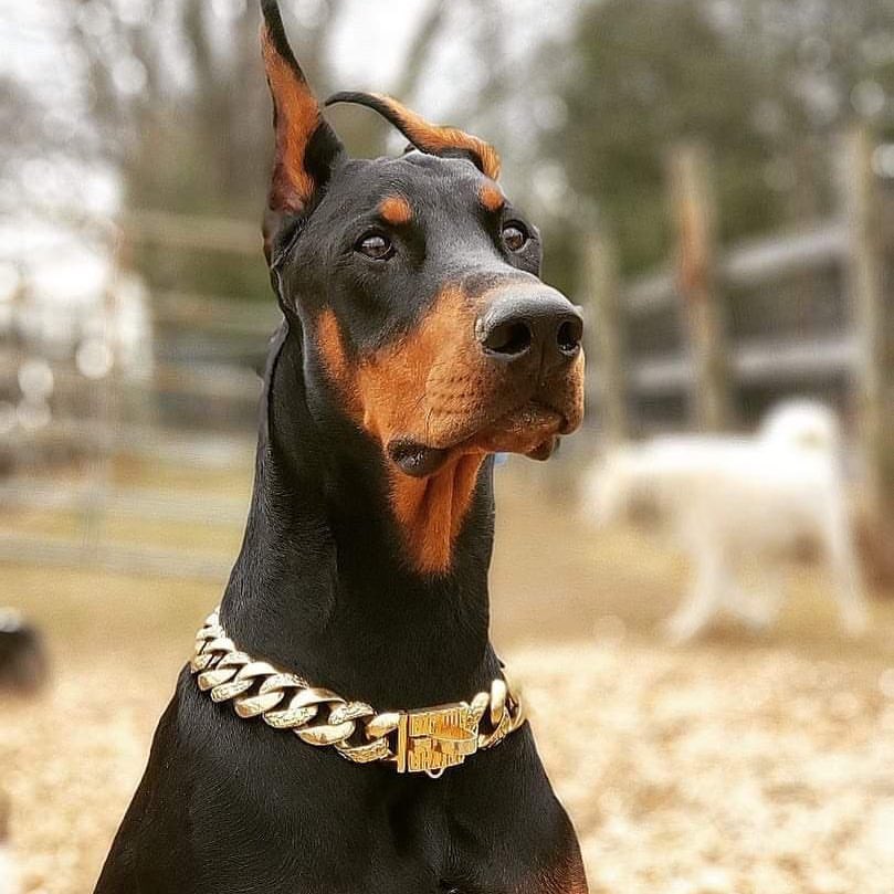 THE BALBOA Inch Gold Curb Link Dog Collar Luxury Premium