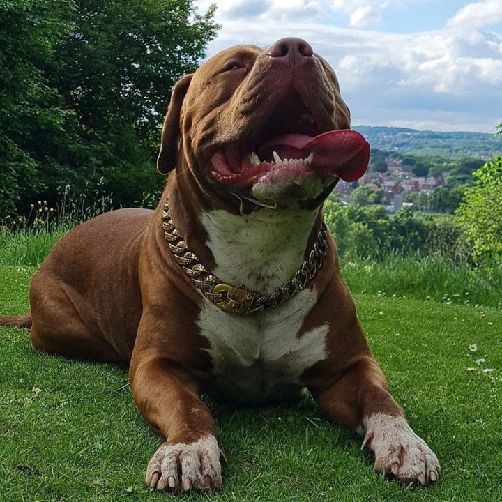 The Balboa Gold Dog Collar for pitbull_large_dog_collars_Cane_Corso_collars_rottweilerdog_collar_Bull_Mastiff_metal_collar Sophisticated Style  - 5 / BigDogChains