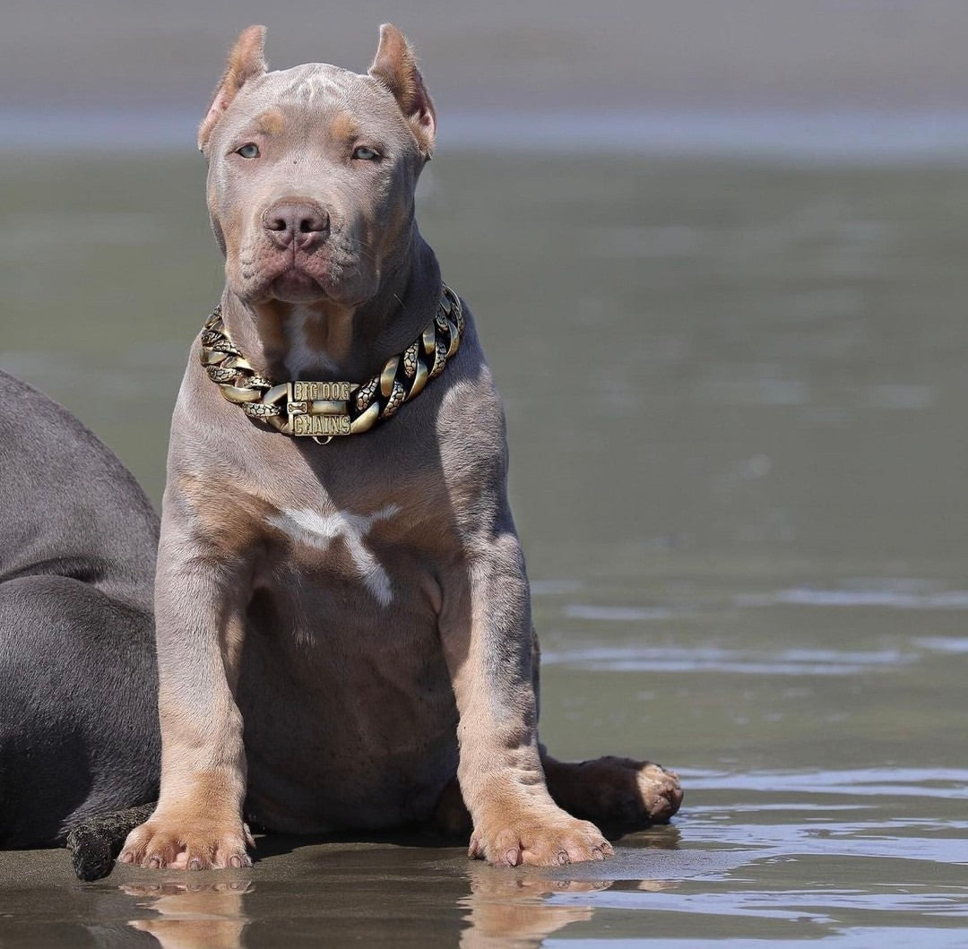 The Balboa Gold Dog Collar for pitbull_large_dog_collars_Cane_Corso_collars_rottweilerdog_collar_Bull_Mastiff_metal_collar The Perfect Blend of Style and Strength  - 8 / BigDogChains