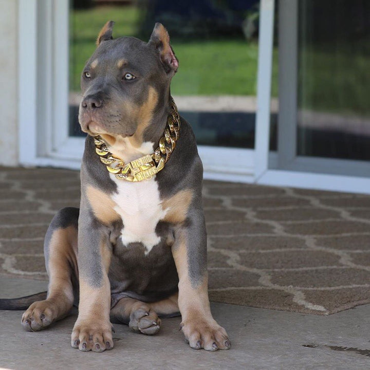 The Balboa Gold Dog Collar for pitbull_large_dog_collars_Cane_Corso_collars_rottweilerdog_collar_Bull_Mastiff_metal_collar  Where Fashion Meets Function  - 4 / BigDogChains