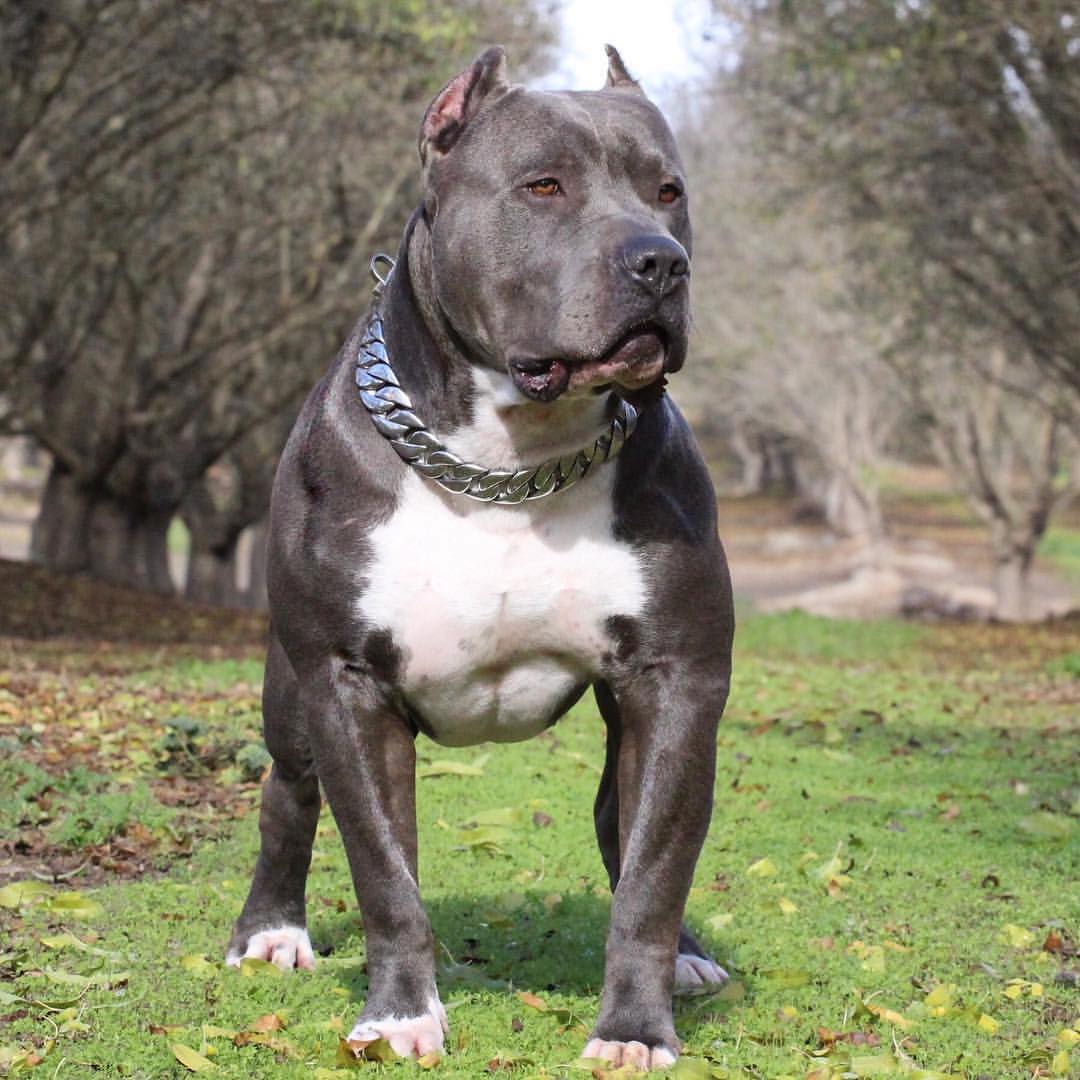 Terrier Blue Nose Pitbull Big Big Pitbull Grey Grey Buff Pitbull