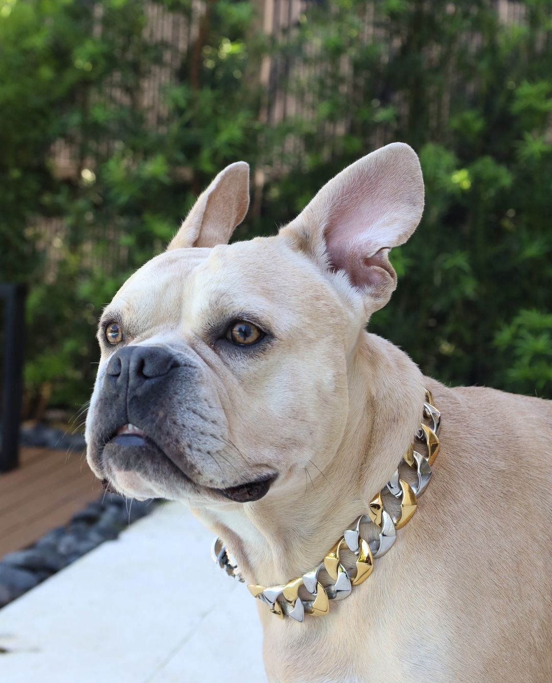 THE CAPONE Dog Collar Two Tone Gold Cuban Link Premium