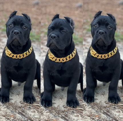 The Cuban Custom_Luxury_Gold Collar  for pitbull_large_dog_collars_Cane_Corso_collars_rottweilerdog_collar_american bully A Collar That Dazzles  - 15/BigDogChains
