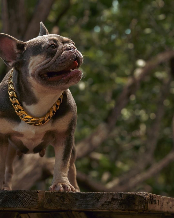 The Cuban Custom_Luxury_Gold Collar  for pitbull_large_dog_collars_Cane_Corso_collars_rottweilerdog_collar_american bully Bold Looks, Luxurious Feel  - 30/BigDogChains