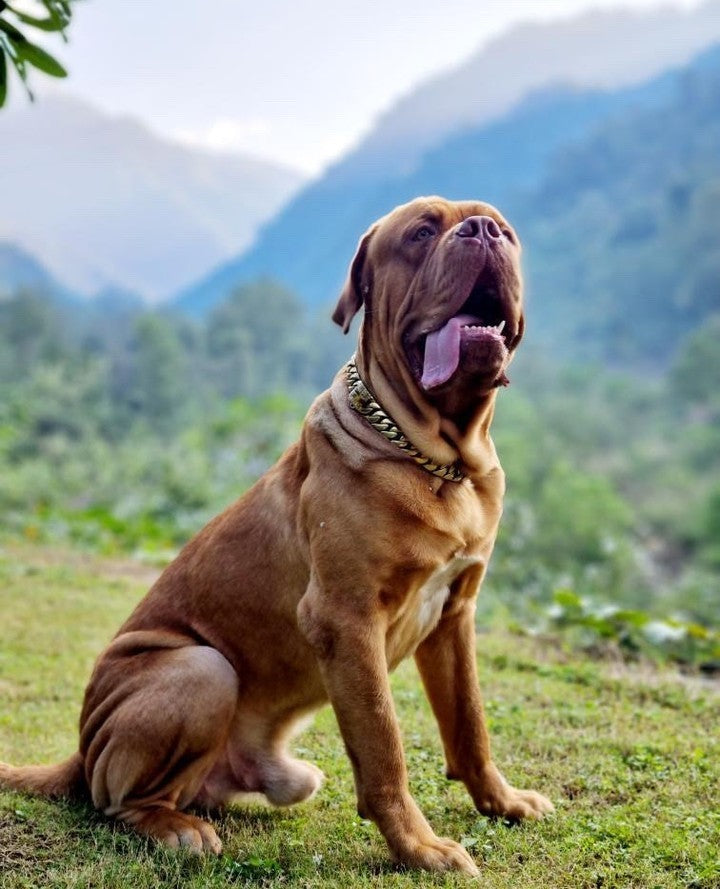 The Cuban Custom_Luxury_Gold Collar  for pitbull_large_dog_collars_Cane_Corso_collars_rottweilerdog_collar_american bully Crafted for Glamour  - 31/BigDogChains