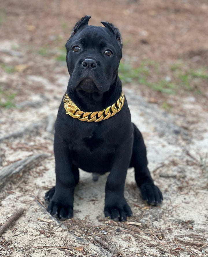 The Cuban Custom_Luxury_Gold Collar  for pitbull_large_dog_collars_Cane_Corso_collars_rottweilerdog_collar_american bully Crafted for the Bold  - 28/BigDogChains