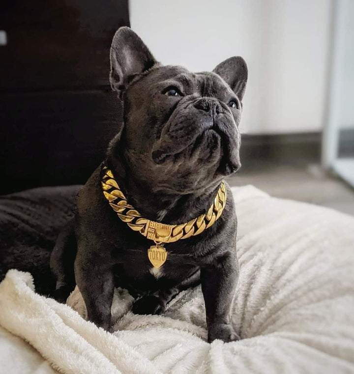 The Cuban Custom_Luxury_Gold Collar  for pitbull_large_dog_collars_Cane_Corso_collars_rottweilerdog_collar_american bully Exquisite Craftsmanship  - 16/BigDogChains