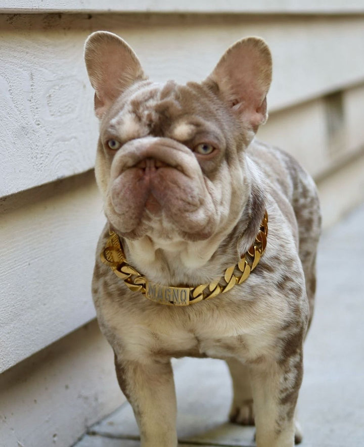 The Cuban Custom_Luxury_Gold Collar  for pitbull_large_dog_collars_Cane_Corso_collars_rottweilerdog_collar_american bully Fit for a King 37/BigDogChains