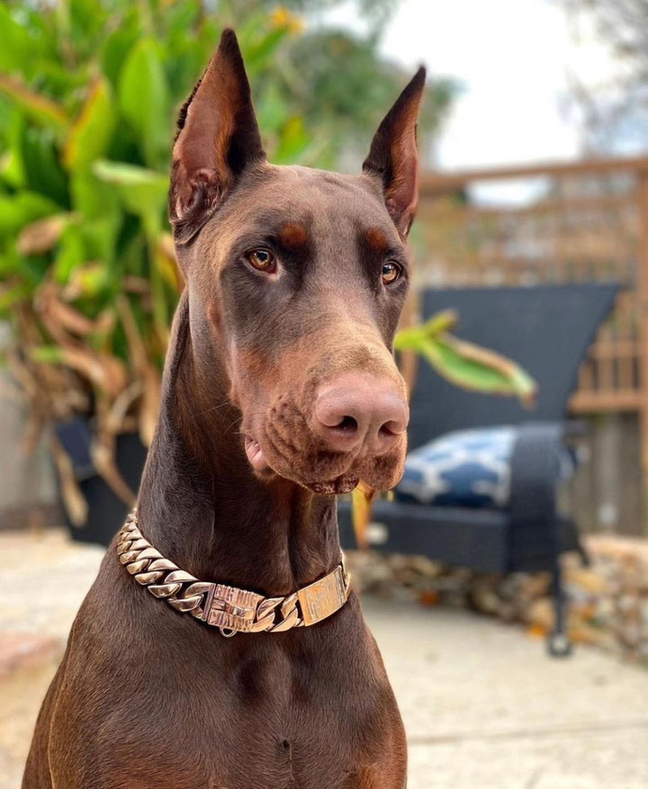 The Cuban Custom_Luxury_Gold Collar  for pitbull_large_dog_collars_Cane_Corso_collars_rottweilerdog_collar_american bully For Dogs Who Command Attention  - 33/BigDogChains
