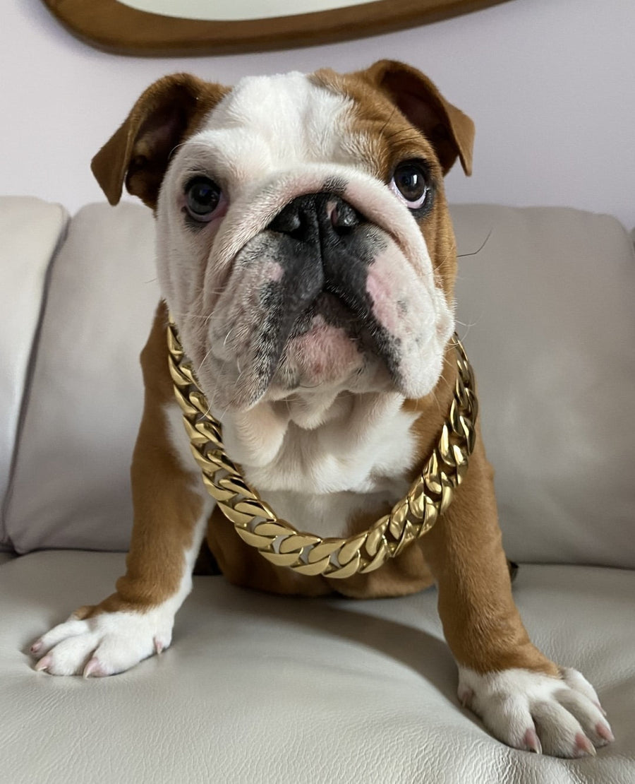 THE CUBAN Gold Dog Collar Cuban Link - Luxury Premium - BIG DOG CHAINS ...