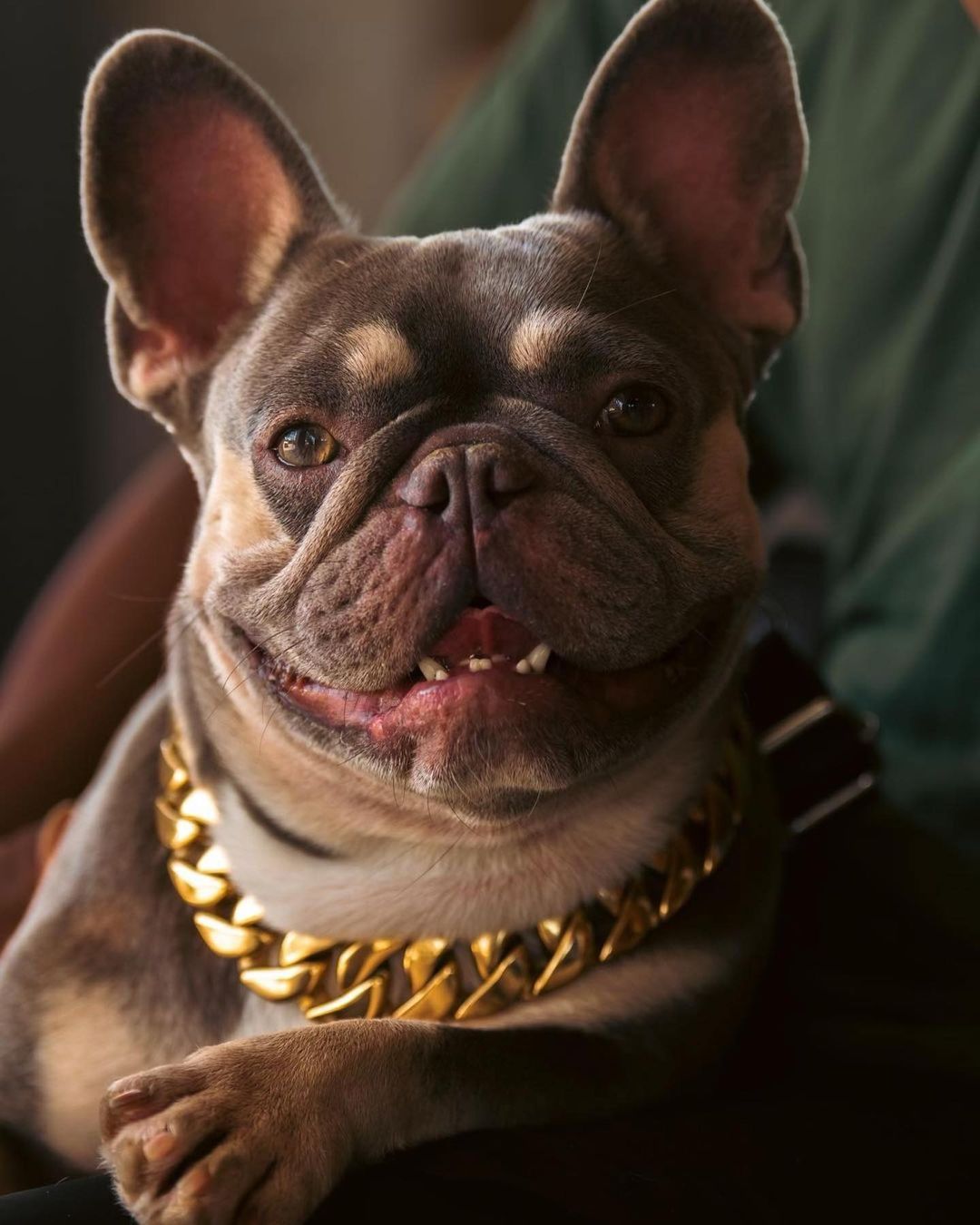 Gold Chain Collar Dog Jewelry Chain Custom Dog Name And Image