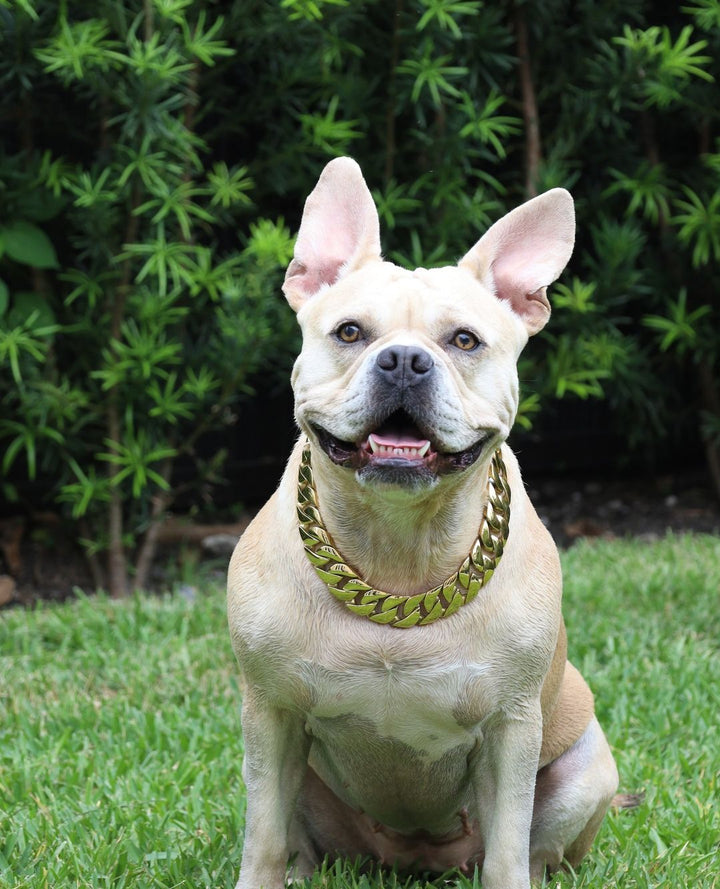 The Cuban Custom_Luxury_Gold Collar  for pitbull_large_dog_collars_Cane_Corso_collars_rottweilerdog_collar_american bully Luxury That Lasts  - 32/BigDogChains