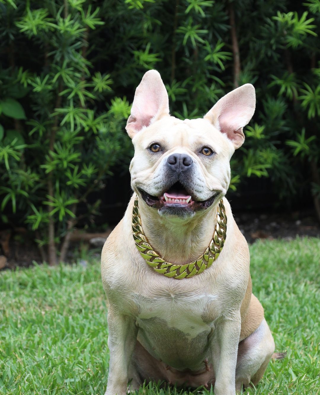 Large male dog collars store