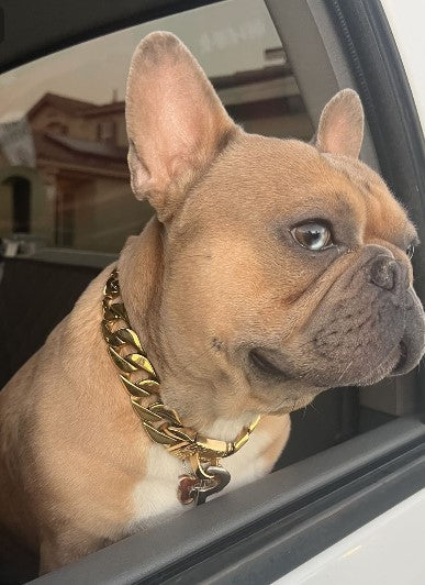 The Cuban Custom_Luxury_Gold Collar  for pitbull_large_dog_collars_Cane_Corso_collars_rottweilerdog_collar_american bully Pure Elegance for Your Pup 36/BigDogChains
