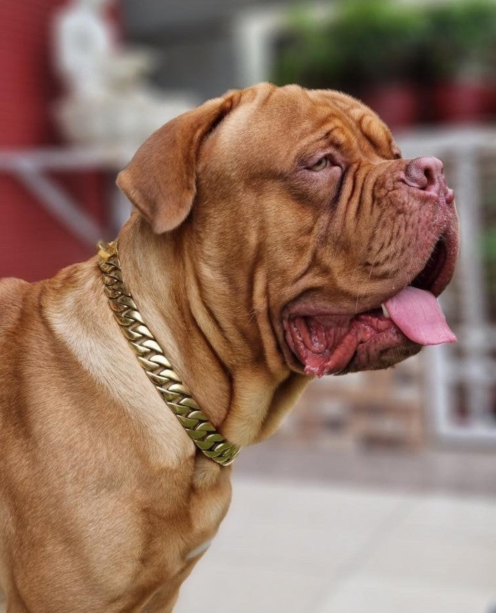 The Cuban Custom_Luxury_Gold Collar  for pitbull_large_dog_collars_Cane_Corso_collars_rottweilerdog_collar_american bully Refined and Resilient  - 29/BigDogChains