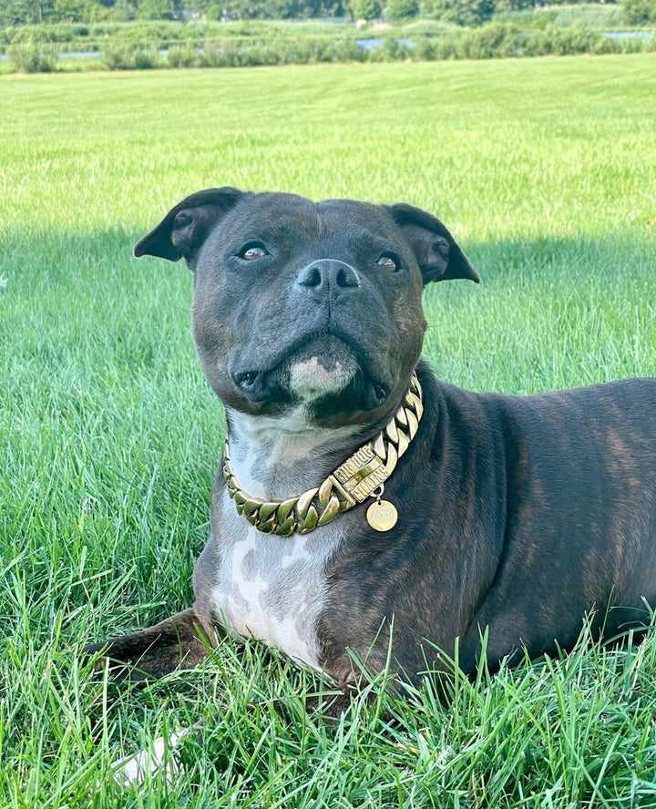The Cuban Custom_Luxury_Gold Collar  for pitbull_large_dog_collars_Cane_Corso_collars_rottweilerdog_collar_american bully Shine Bright, Stand Tall  - 20/BigDogChains