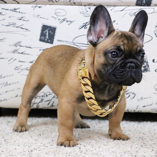 The Cuban Custom_Luxury_Gold Collar  for pitbull_large_dog_collars_Cane_Corso_collars_rottweilerdog_collar_american bully Strength Meets Style  - 23/BigDogChains