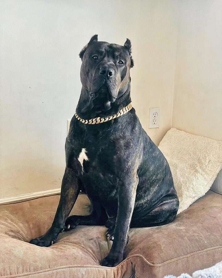 The Cuban Custom_Luxury_Gold Collar  for pitbull_large_dog_collars_Cane_Corso_collars_rottweilerdog_collar_american bully Unleash Luxury  - 27/BigDogChains