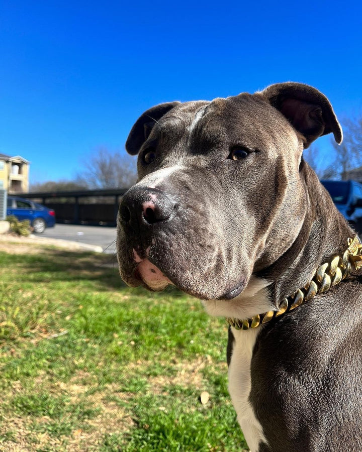 The Cuban Custom_Luxury_Gold Collar  for pitbull_large_dog_collars_Cane_Corso_collars_rottweilerdog_collar_american bully or the Stylish and Strong  - 34/BigDogChains