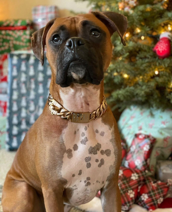 The Cuban Rose Custom_Luxury_Real_Rose_Gold_Finish Collar for pitbull_large_dog_collars_Cane_Corso_collars_rottweilerdog_collar_american bully  Beauty in Every Link - 14/BigDogChains