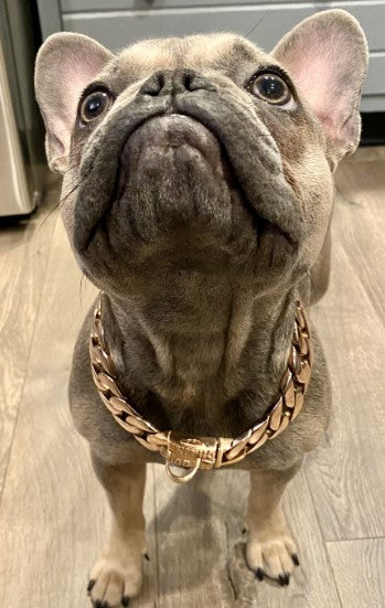 The Cuban Rose Custom_Luxury_Real_Rose_Gold_Finish Collar for pitbull_large_dog_collars_Cane_Corso_collars_rottweilerdog_collar_american bully  For Dogs Who Shine - 15/BigDogChains
