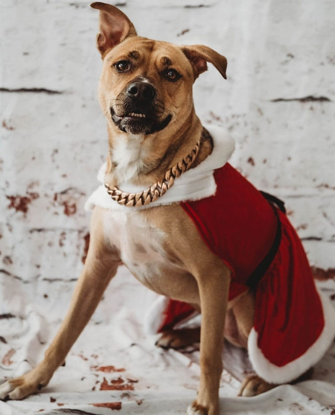 THE CUBAN ROSE Gold Cuban Link Inch Dog Collar Medium 14-30 Inch