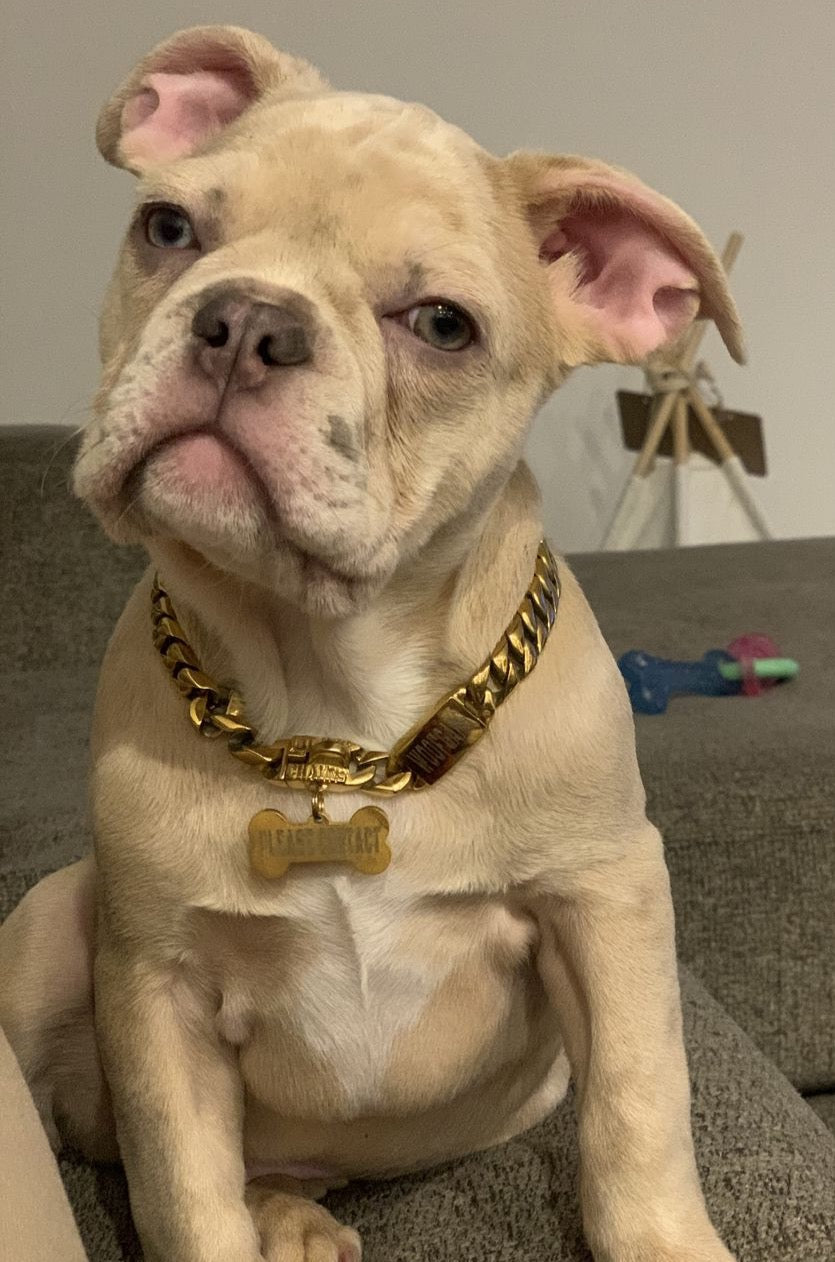 Luxury Gold Dog Chain Collar | 19mm Cuban Link With CZ Buckle, Bell & Tag For Small-Large Dogs