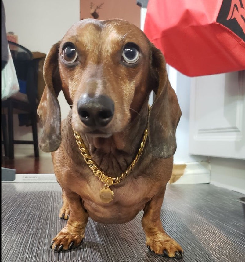 Small dog chains hot sale