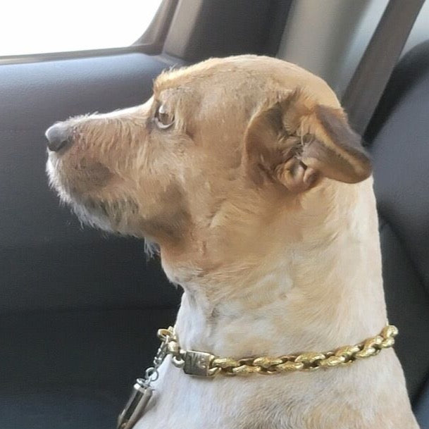 Dragon Small Custom Stainless Steel Custom Dog Collar Big Dog Chains 10.5 inch 0.5 inch Exact Neck Size Provided We Will Add 1 inch