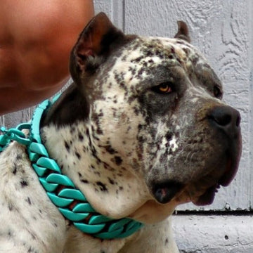 XXL Dog Collars 1.75 Inch Width - Giant Breed Dogs - BIG DOG CHAINS