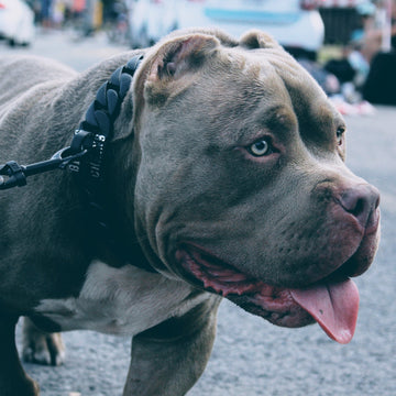 XXL Dog Collars - BIG DOG CHAINS – BIG DOG CHAINS