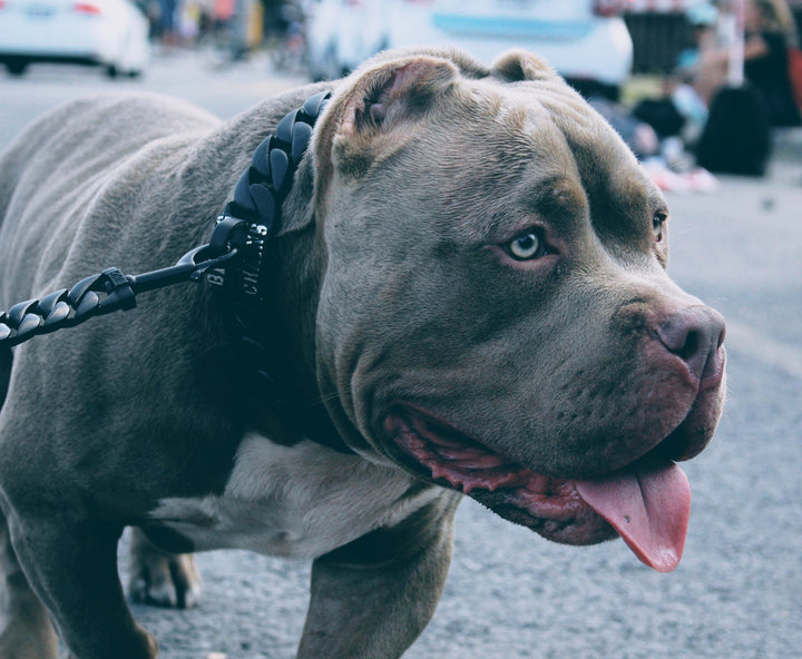 The Hunter Custom Luxury High Quality and Super Strong Black Dog Collar for pitbull_large_dog_collars_Small_Dogs_Collar_Cane_Corso_collars_rottweilerdog_collar_american Sleek, Strong, and Ready for Action  - 2/BigDogChains