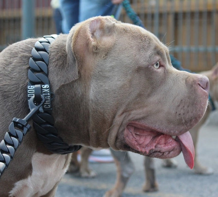 The Hunter Custom Luxury High Quality and Super Strong Black Dog Collar for pitbull_large_dog_collars_Small_Dogs_Collar_Cane_Corso_collars_rottweilerdog_collar_american Stealthy Black, Built to Endure  - 3/BigDogChains